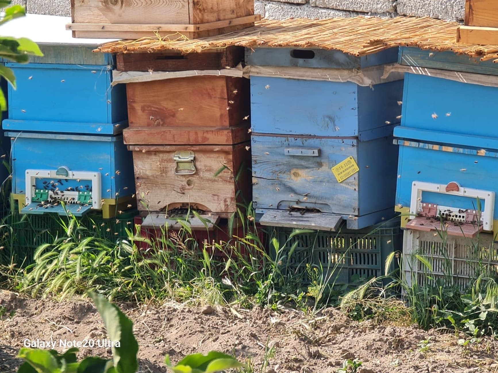 Cappadocia Beekeeping Experience – Harvest Fresh Honey & Taste Nature’s Sweetest Secret - Image 2