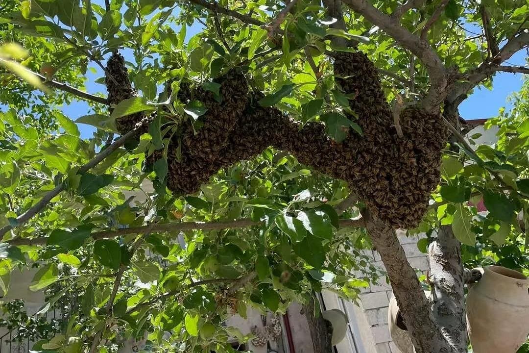 Cappadocia Beekeeping Experience – Harvest Fresh Honey & Taste Nature’s Sweetest Secret - Image 12