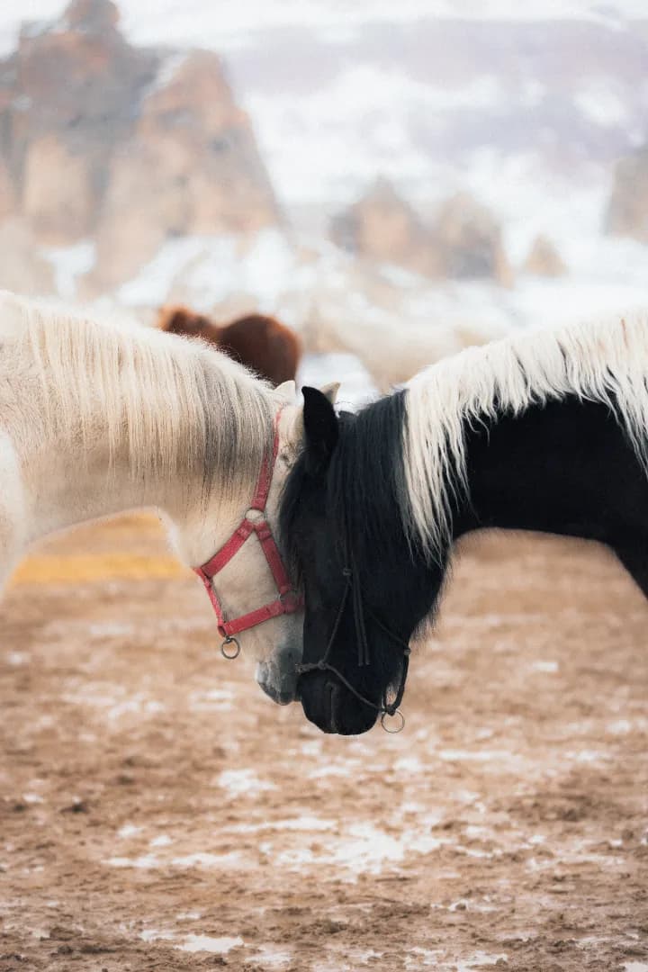 Cappadocia Horseback Riding Tour – Explore the Land of Beautiful Horses - Image 19