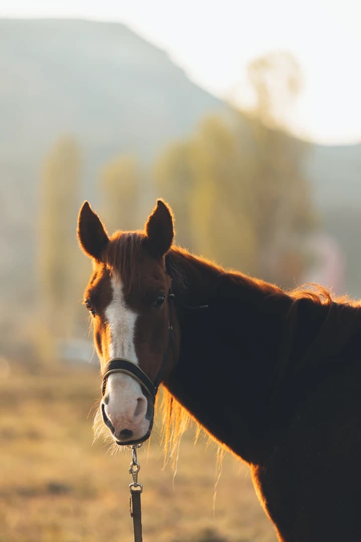 Cappadocia Horseback Riding Tour – Explore the Land of Beautiful Horses - Image 11