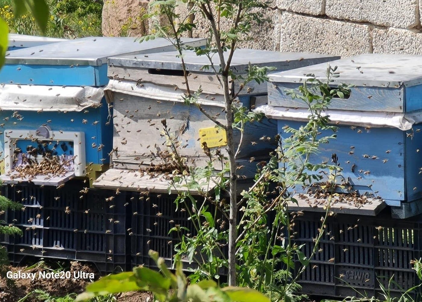 Cappadocia Beekeeping Experience – Harvest Fresh Honey & Taste Nature’s Sweetest Secret - Image 9