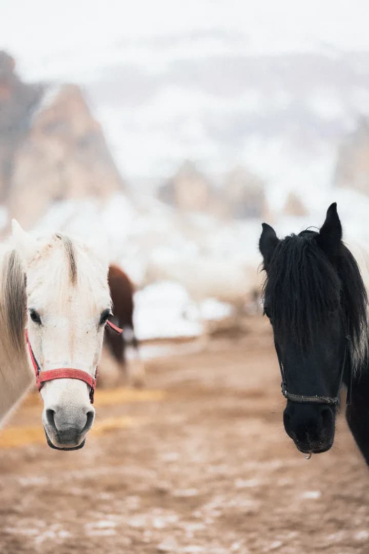 Cappadocia Horseback Riding Tour – Explore the Land of Beautiful Horses - Image 2