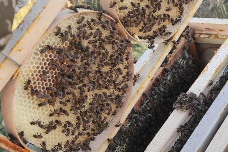 Cappadocia Beekeeping Experience – Harvest Fresh Honey & Taste Nature’s Sweetest Secret - Image 11